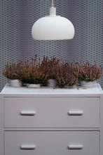 Charger l'image dans la galerie, Calluna n° 270