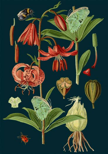 Carte de vœux botanique vierge de minuit