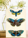 RS241P ~ Blank Whimsical  Greeting Card