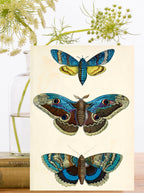 RS241P ~ Blank Whimsical  Greeting Card