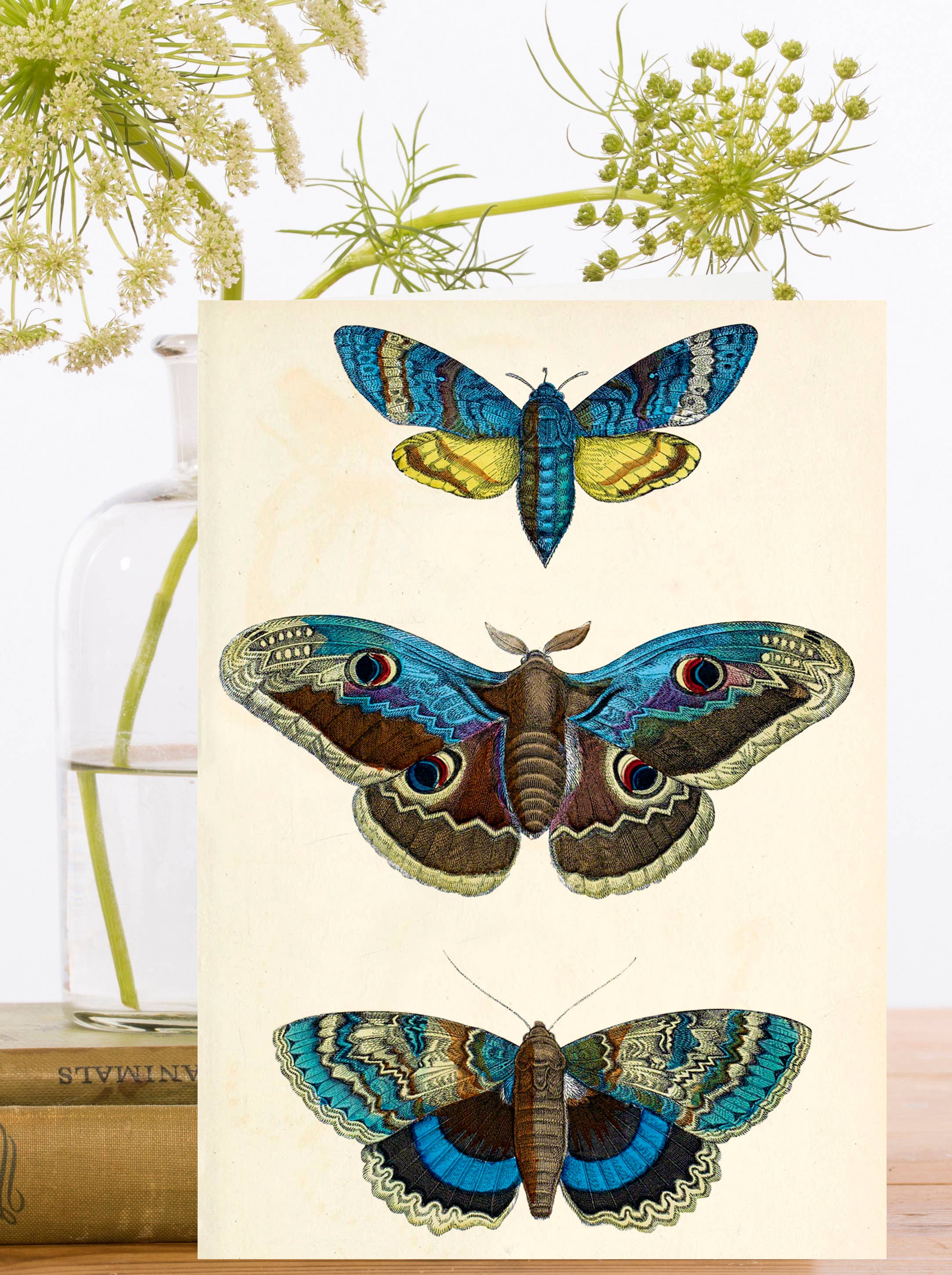 RS241P ~ Blank Whimsical  Greeting Card