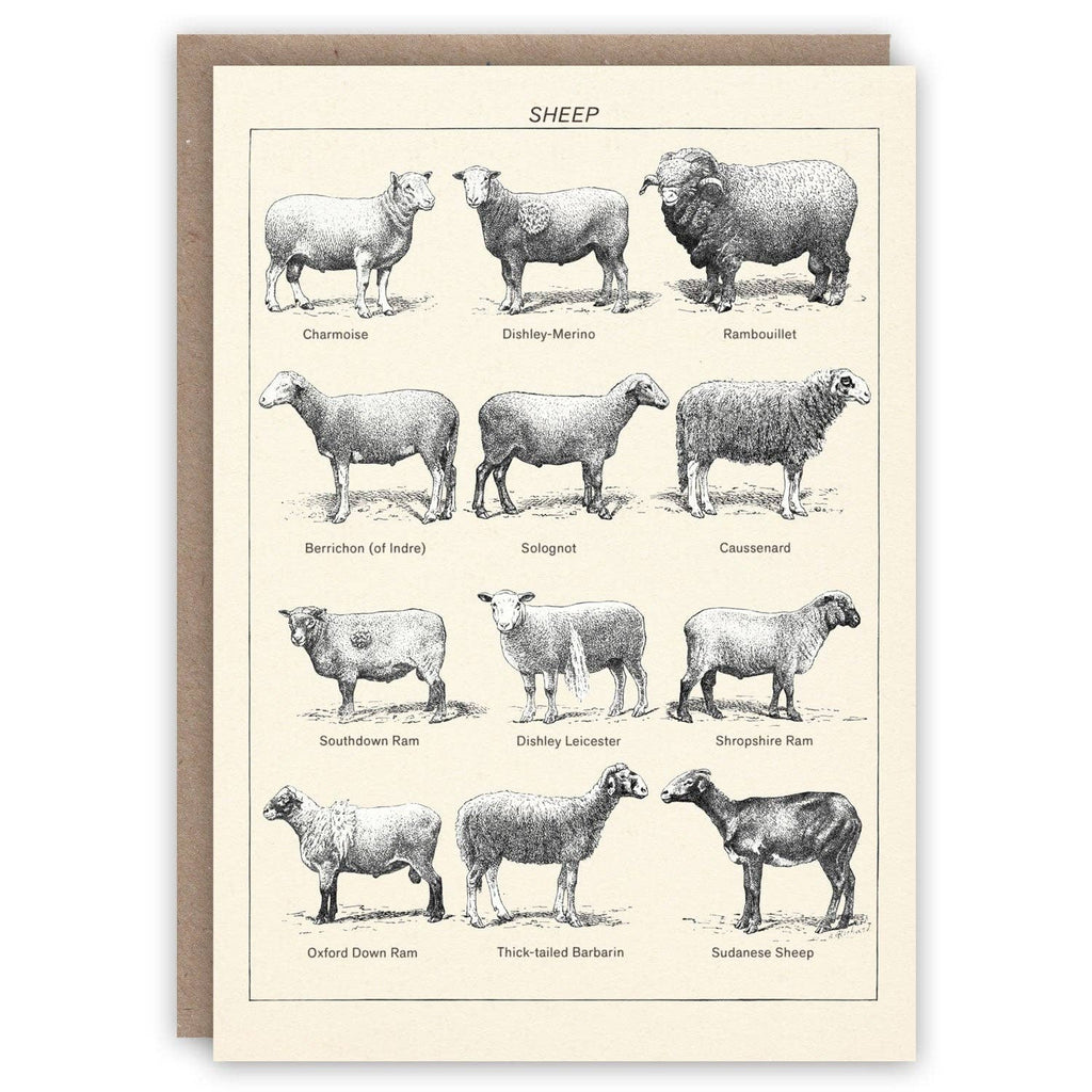 Sheep greeting card