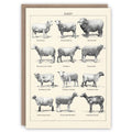 Sheep greeting card