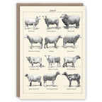 Sheep greeting card