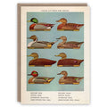 Decoy Ducks
