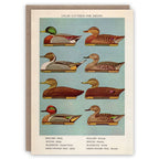 Decoy Ducks