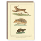 Hare, Hedgehog and Shrew