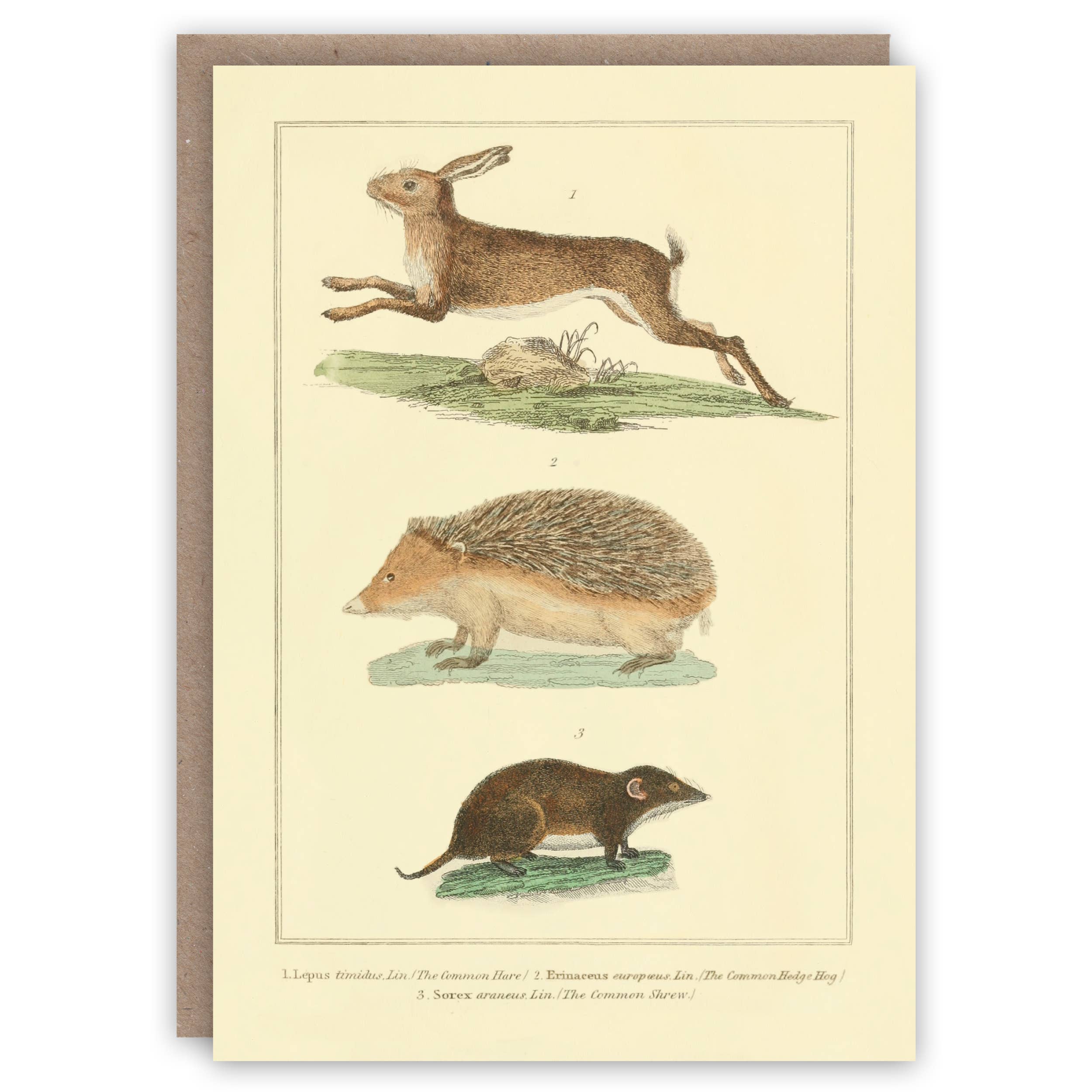 Hare, Hedgehog and Shrew