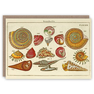 Seashells greeting card