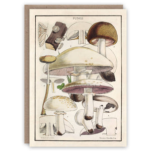 Fungi greeting card