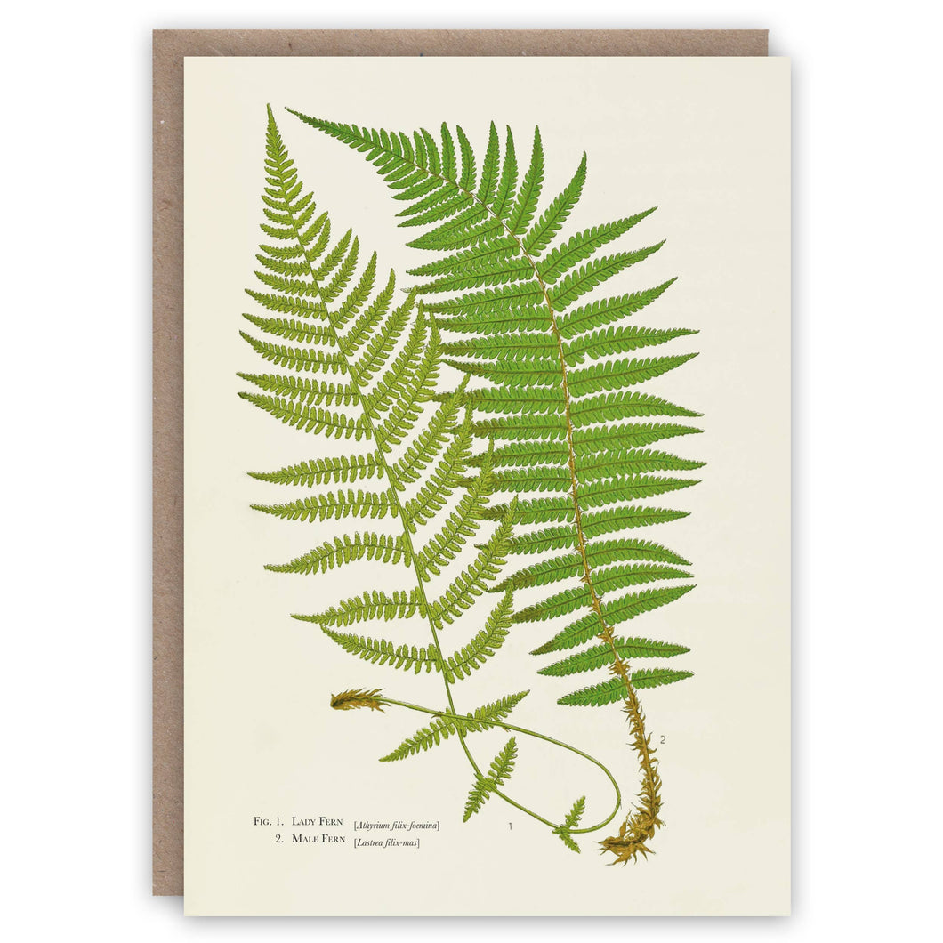 Ferns greeting card