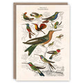 Carte de voeux colibris