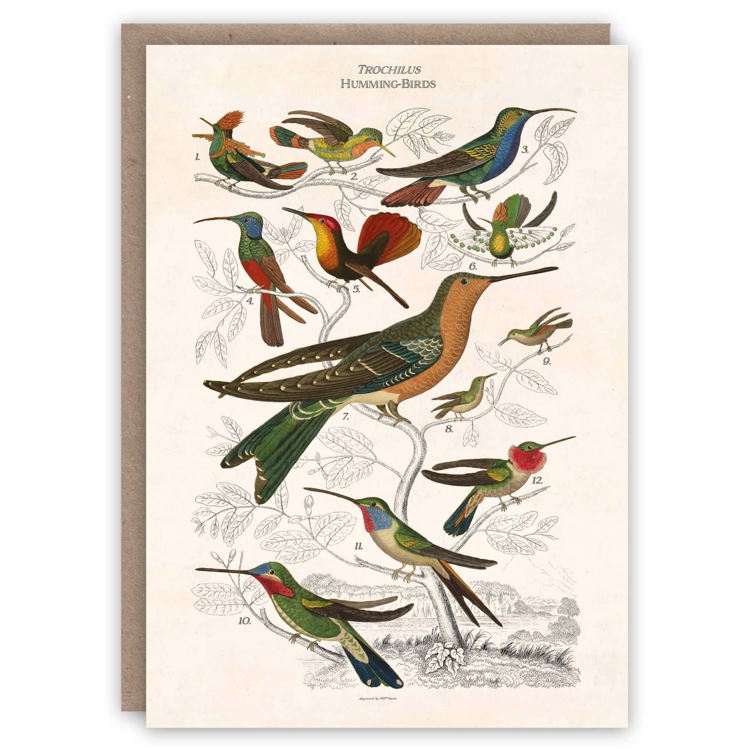 Carte de voeux colibris