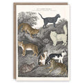 Carte de voeux avec chats