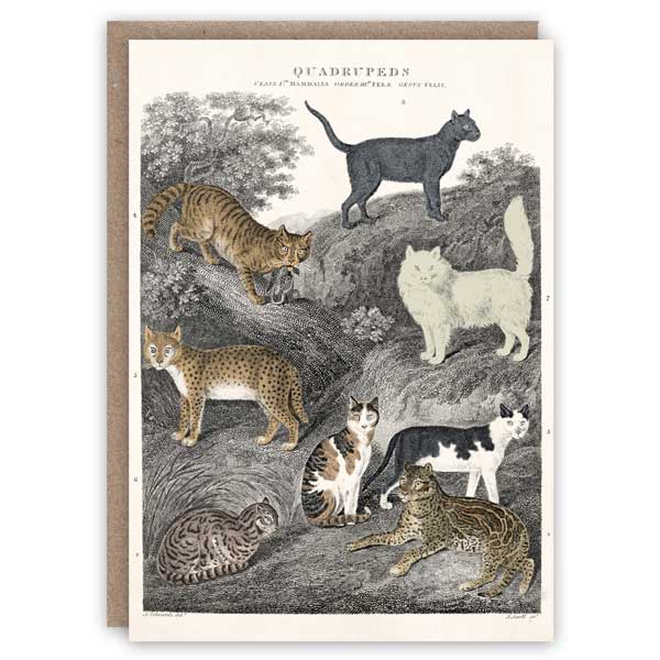 Carte de voeux avec chats