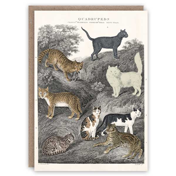 Cats greeting card