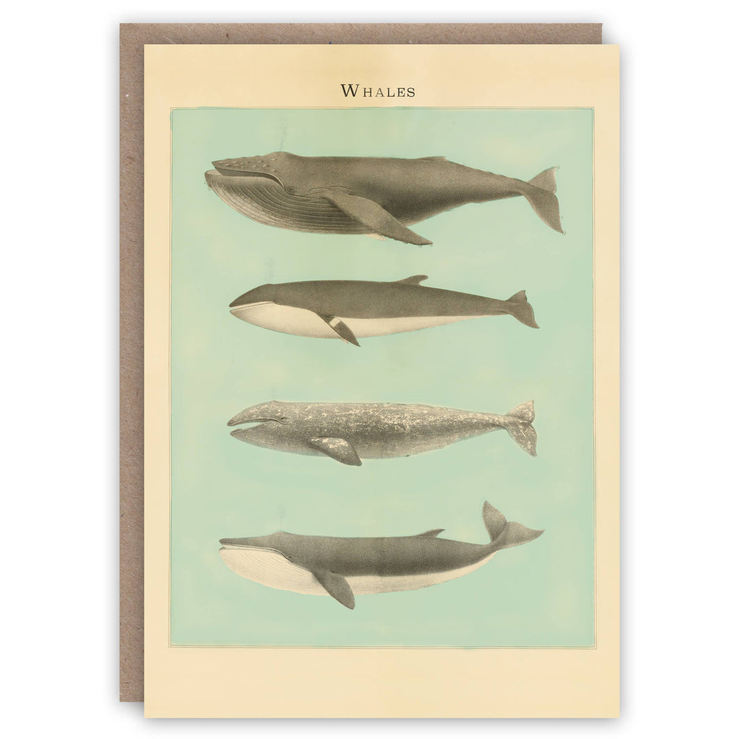 Whales greeting card